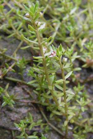 Crassula helmsii / Swamp Stonecrop, New Zealand Pygmyweed, D Wetter 7.9.2013