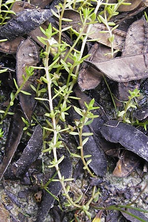 Crassula helmsii / Swamp Stonecrop, New Zealand Pygmyweed, D Wetter 7.9.2013