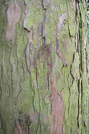 Taxus baccata \ Eibe / Yew, D Weinheim an der Bergstraße 28.10.2006