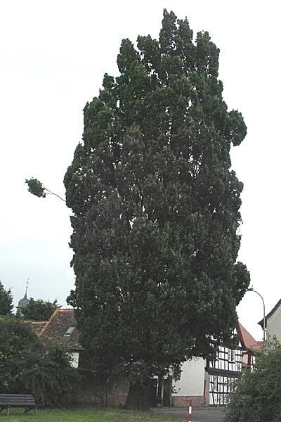 Quercus robur forma fastigiata \ Pyramiden-Eiche, Sulen-Eiche / Pyramidal Oak, D Babenhausen-Harreshausen 11.8.2007