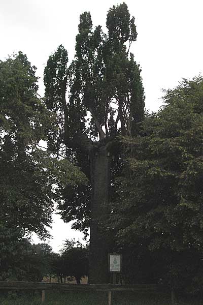 Quercus robur forma fastigiata \ Pyramiden-Eiche, Sulen-Eiche / Pyramidal Oak, D Babenhausen-Harreshausen 11.8.2007