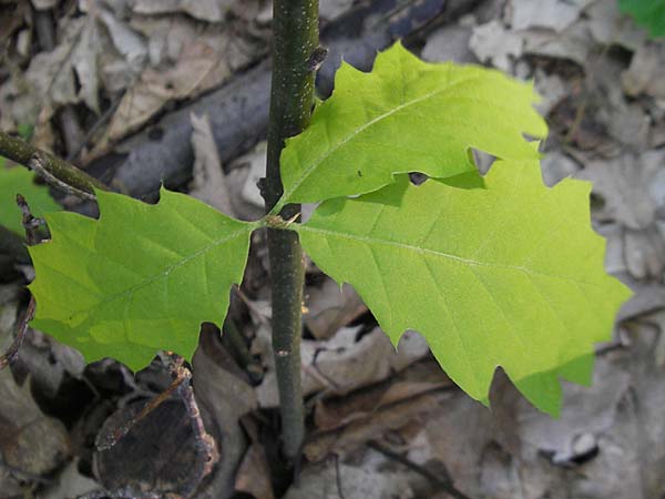 Quercus rubra \ Rot-Eiche, D Frankfurt-Enkheim 21.4.2009