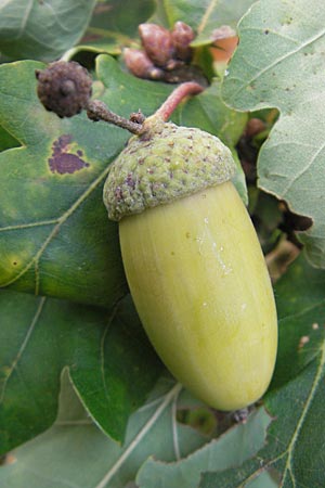 Quercus robur \ Stiel-Eiche, D Odenwald, Beerfelden 28.9.2009