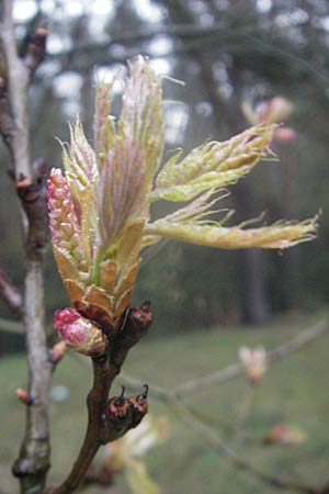 Quercus palustris / Pin Oak, D Viernheim 13.4.2010