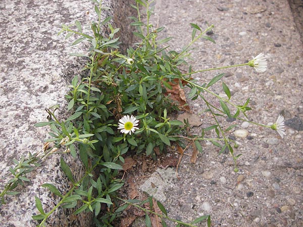 Erigeron karvinskianus \ Karwinskis Berufkraut, D Mannheim 16.9.2012