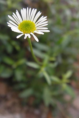 Erigeron karvinskianus \ Karwinskis Berufkraut, D Mannheim 16.9.2012