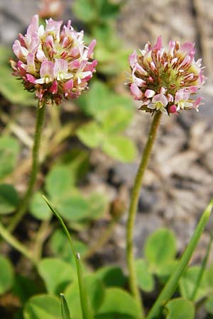 Trifolium fragiferum \ Erdbeer-Klee, D Münzenberg 26.7.2014