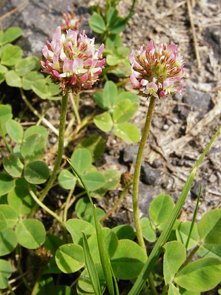 Trifolium fragiferum \ Erdbeer-Klee / Strawberry Clover, D Münzenberg 26.7.2014