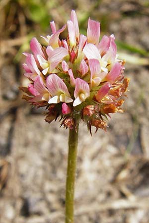 Trifolium fragiferum \ Erdbeer-Klee, D Münzenberg 26.7.2014