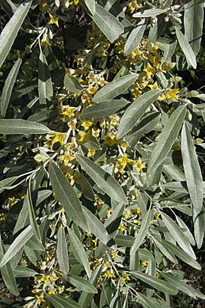 Elaeagnus angustifolia, Schmalblättrige Ölweide