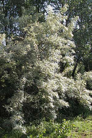 Elaeagnus angustifolia \ Schmalblttrige lweide, D Mannheim 6.6.2006