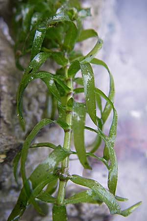 Elodea nuttallii \ Nuttalls Wasserpest / Nuttall's Waterweed, D Karlsruhe 31.7.2008