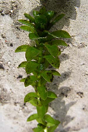 Elodea canadensis \ Kanadische Wasserpest, D Karlsruhe 31.7.2008