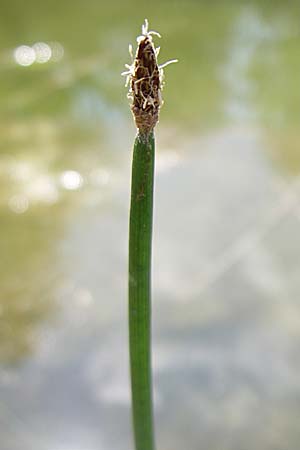 Eleocharis mamillata ? \ Zitzen-Sumpfbinse / Soft-Stem Spike Rush, D Rheinstetten-Silberstreifen 16.8.2008