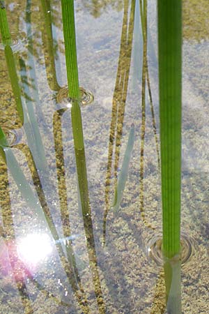 Eleocharis mamillata ? \ Zitzen-Sumpfbinse / Soft-Stem Spike Rush, D Rheinstetten-Silberstreifen 16.8.2008