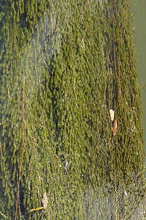 Elodea nuttallii \ Nuttalls Wasserpest / Nuttall's Waterweed, D Karlsruhe 31.7.2008