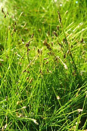 Eleocharis acicularis \ Nadel-Sumpfbinse / Needle Spike Rush, D Karlsruhe 26.9.2009