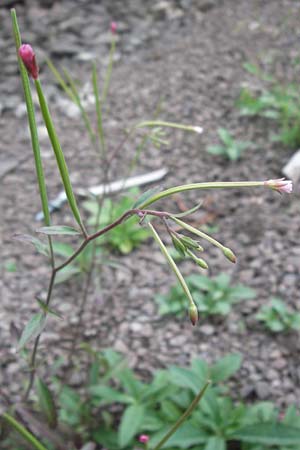 Epilobium lanceolatum \ Lanzettblttriges Weidenrschen / Spear-Leaved Willowherb, D Ludwigshafen 2.7.2012