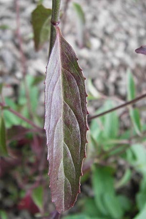 Epilobium lanceolatum \ Lanzettblttriges Weidenrschen / Spear-Leaved Willowherb, D Ludwigshafen 2.7.2012