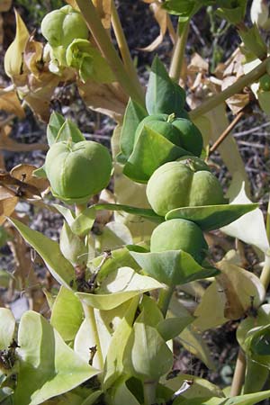 Euphorbia lathyris \ Kreuzblttrige Wolfsmilch / Caper Spurge, D Heidelberg 31.7.2012