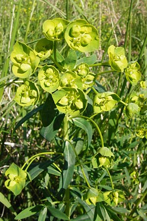 Euphorbia lucida / Shining Spurge, D Gimbsheim 23.5.2014