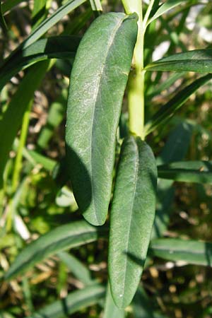 Euphorbia lucida \ Glnzende Wolfsmilch, D Gimbsheim 23.5.2014