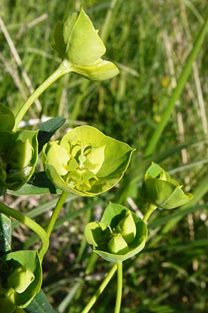 Euphorbia lucida \ Glnzende Wolfsmilch, D Gimbsheim 23.5.2014