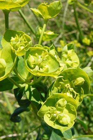 Euphorbia lucida \ Glnzende Wolfsmilch / Shining Spurge, D Gimbsheim 23.5.2014