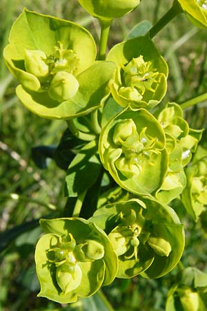 Euphorbia lucida \ Glnzende Wolfsmilch, D Gimbsheim 23.5.2014