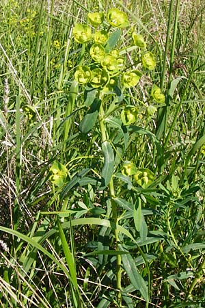 Euphorbia lucida \ Glnzende Wolfsmilch / Shining Spurge, D Gimbsheim 23.5.2014