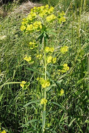 Euphorbia lucida / Shining Spurge, D Gimbsheim 23.5.2014