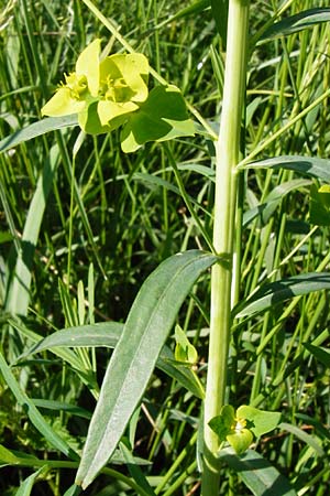 Euphorbia lucida \ Glnzende Wolfsmilch, D Gimbsheim 23.5.2014