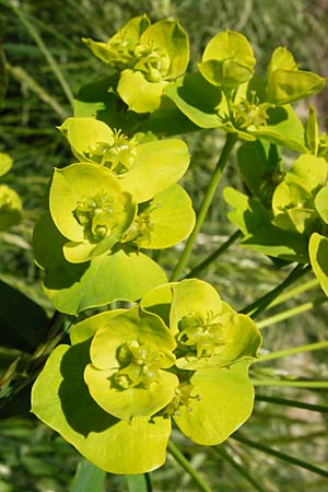 Euphorbia lucida / Shining Spurge, D Gimbsheim 23.5.2014