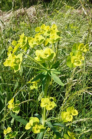 Euphorbia lucida, Glänzende Wolfsmilch