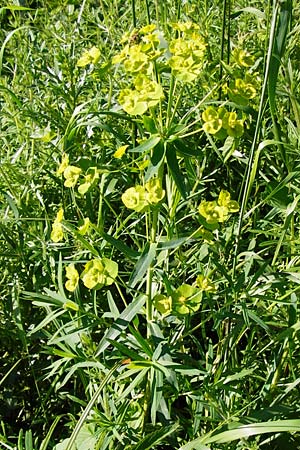 Euphorbia lucida \ Glnzende Wolfsmilch / Shining Spurge, D Gimbsheim 23.5.2014