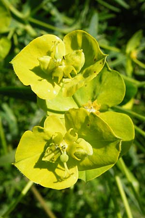Euphorbia lucida \ Glnzende Wolfsmilch / Shining Spurge, D Gimbsheim 23.5.2014