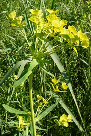 Euphorbia lucida \ Glnzende Wolfsmilch / Shining Spurge, D Gimbsheim 23.5.2014