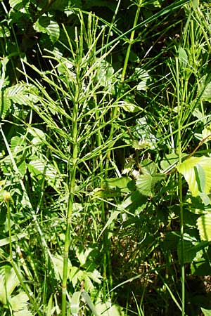 Equisetum x litorale \ Ufer-Schachtelhalm / Hybrid Horsetail, D Odenwald, Reichelsheim 5.6.2014