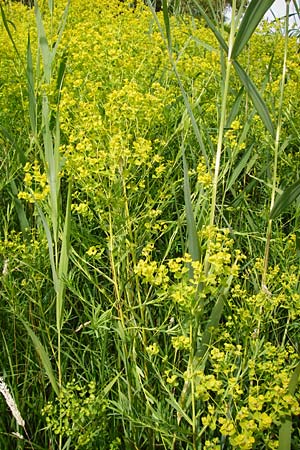 Euphorbia lucida \ Glnzende Wolfsmilch, D Gimbsheim 23.6.2014