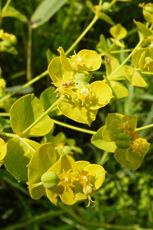 Euphorbia lucida \ Glnzende Wolfsmilch / Shining Spurge, D Gimbsheim 23.6.2014