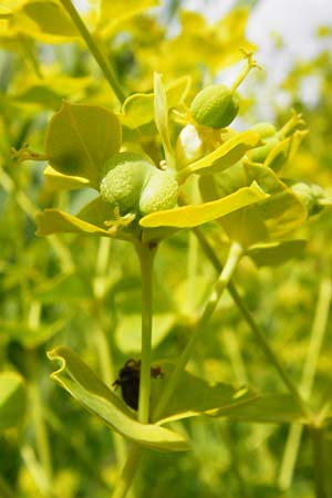 Euphorbia lucida \ Glnzende Wolfsmilch / Shining Spurge, D Gimbsheim 23.6.2014