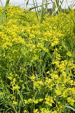 Euphorbia lucida \ Glnzende Wolfsmilch, D Gimbsheim 23.6.2014