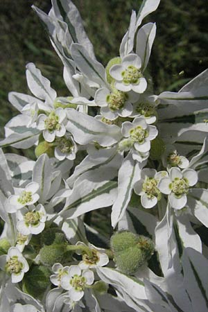 Euphorbia marginata, Weißrand-Wolfsmilch, Schnee auf dem Berge