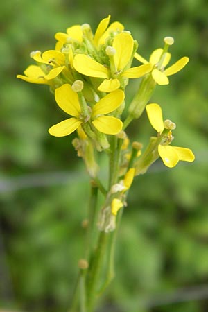 Erysimum marschallianum \ Harter Schterich / Hard Wallflower, D Mainz 30.6.2012