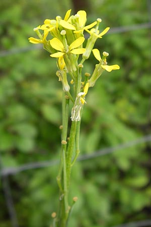 Erysimum marschallianum \ Harter Schterich / Hard Wallflower, D Mainz 30.6.2012