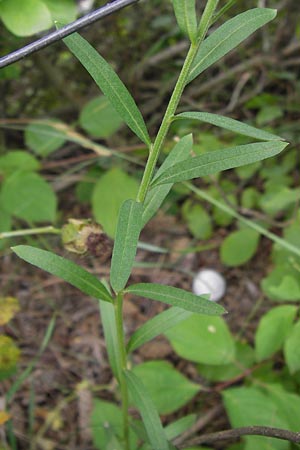 Erysimum marschallianum \ Harter Schterich / Hard Wallflower, D Mainz 30.6.2012