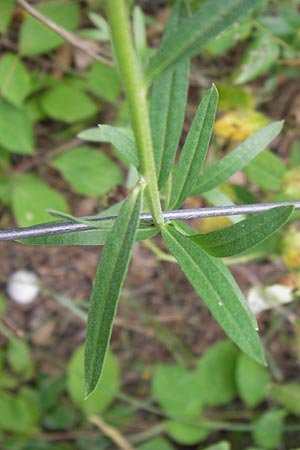 Erysimum marschallianum \ Harter Schterich / Hard Wallflower, D Mainz 30.6.2012