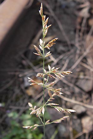 Poa compressa \ Flaches Rispengras, Plattes Rispengras / Flattened Meadow Grass, D Ludwigshafen 4.7.2012