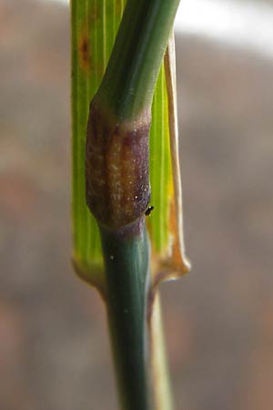 Poa compressa \ Flaches Rispengras, Plattes Rispengras / Flattened Meadow Grass, D Ludwigshafen 4.7.2012