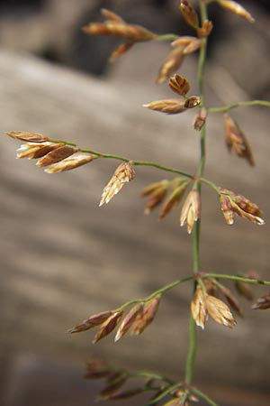 Poa compressa \ Flaches Rispengras, Plattes Rispengras / Flattened Meadow Grass, D Ludwigshafen 4.7.2012